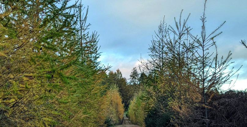 Dunbennan Wood